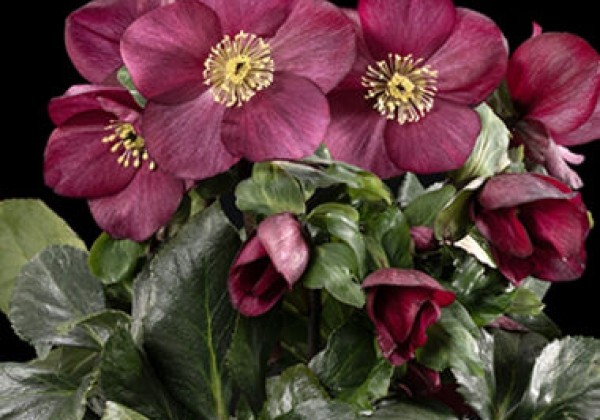 Helleborus lemperii Winter Ballet Cozy Red (13 cm)