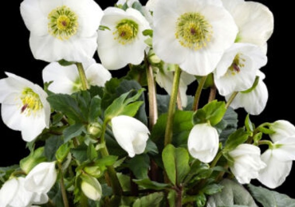 Helleborus lemperii Winter Ballet Cozy White (13cm)