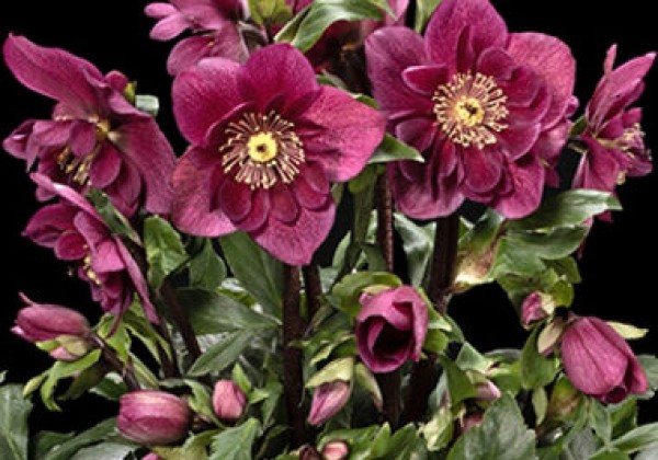 Helleborus lemperii Winter Ballet Frilly Ruby (13 cm)