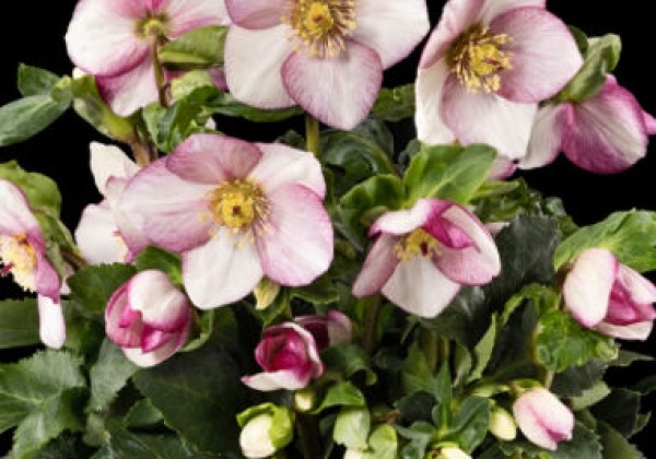 Helleborus lemperii Winter Ballet Frostfire (15 cm)