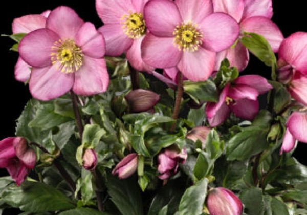 Helleborus lemperii Winter Ballet Pink Flare (15 cm)