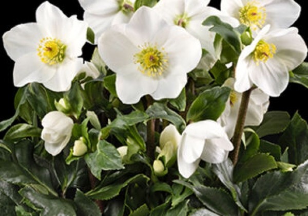 Helleborus lemperii Winter Ballet White (19 cm)