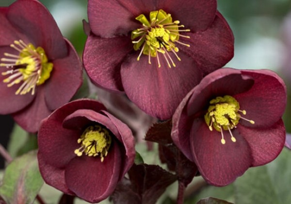 Helleborus glandorfensis HGC Ice N´ Roses Merlot