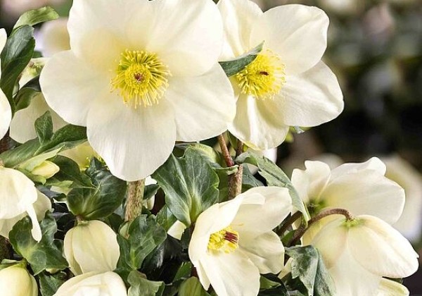 Helleborus lemperii HGC Winter Honey