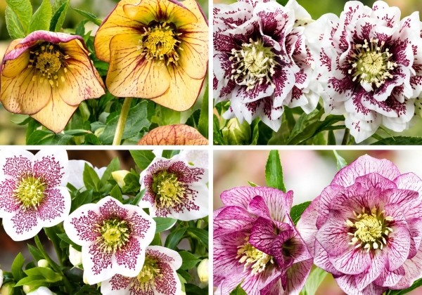 Helleborus hybridus Spring Promise MIX (15 cm)