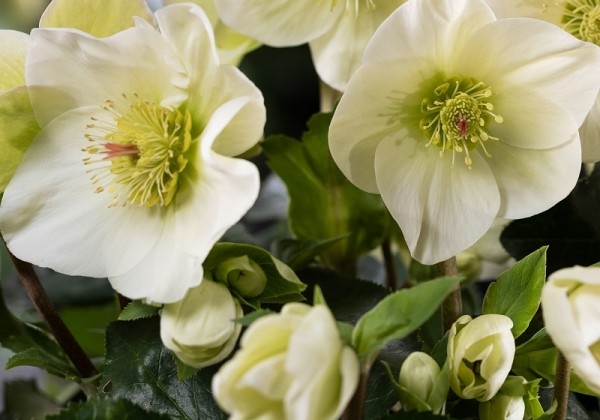 Helleborus hybridus Spring Promise MIX (15 cm)