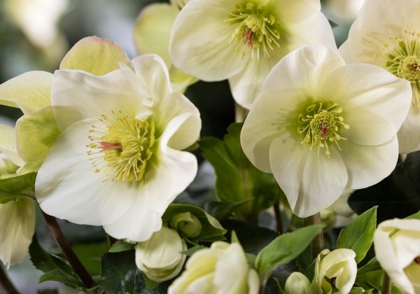 Helleborus hybridus HGC Ice Breaker Lemony