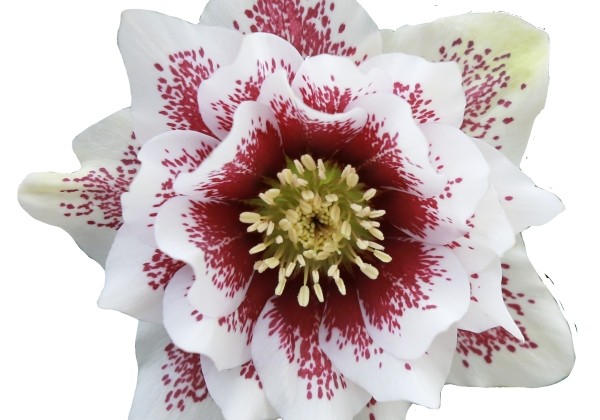 Helleborus hybridus Quintessa Painted