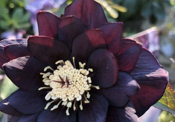 Helleborus hybridus Quintessa Black