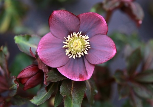 Helleborus hybridus Quintessa Red
