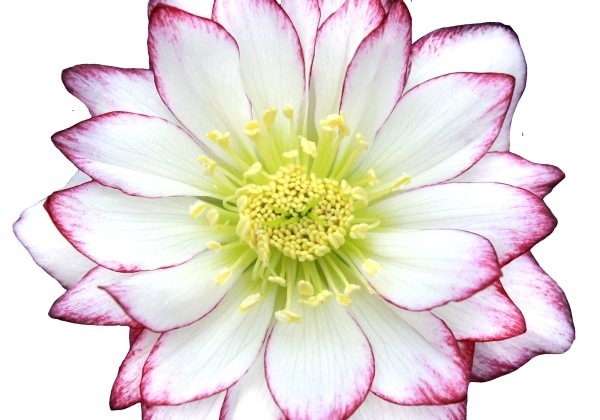 Helleborus hybridus Quintessa Candy