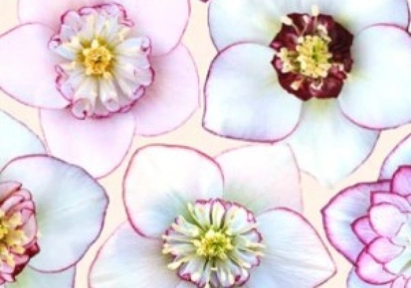 Helleborus hybridus Quintessa Ice