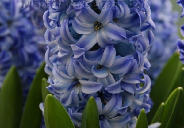 Hyacinthus orientalis Aqua 16/17