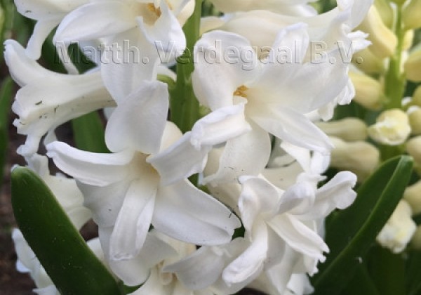 Hyacinthus orientalis Aiolos 15/16