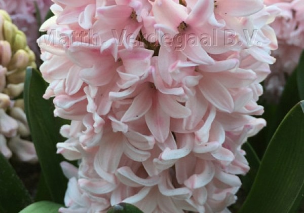 Hyacinthus orientalis Apricot Passion 15/16