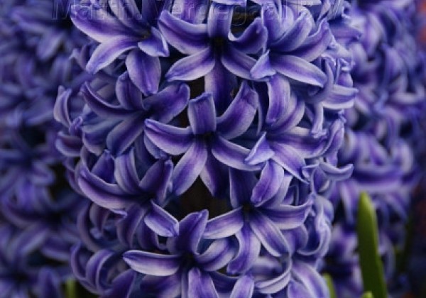 Hyacinthus orientalis Blue Jacket 16/17