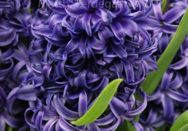 Hyacinthus orientalis Blue Pearl 16/17