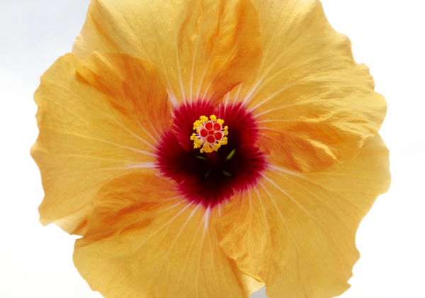 Hibiscus rosa-sinensis Adonicus Apricot