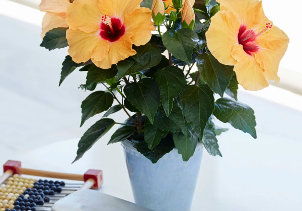 Hibiscus rosa-sinensis Adonicus Apricot