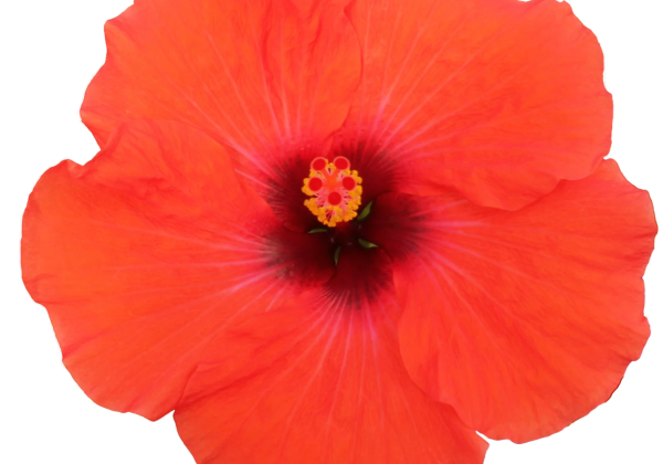 Hibiscus rosa-sinensis Adonicus Orange