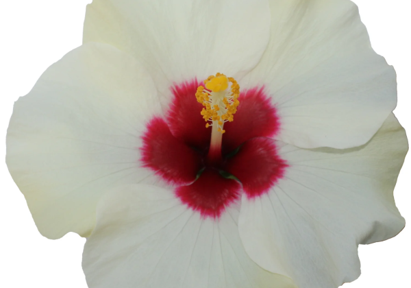 Hibiscus rosa-sinensis Adonicus White