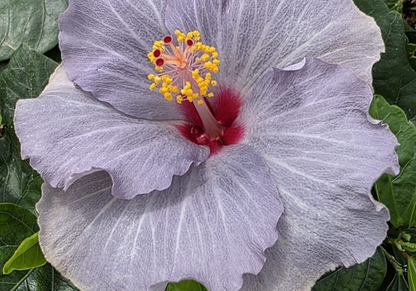 Hibiscus rosa-sinensis Cato (13cm)