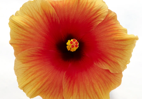 Hibiscus rosa-sinensis New Apollo