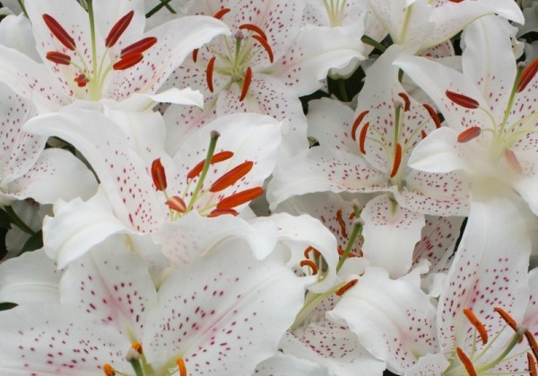 Lilium OR Muscadet