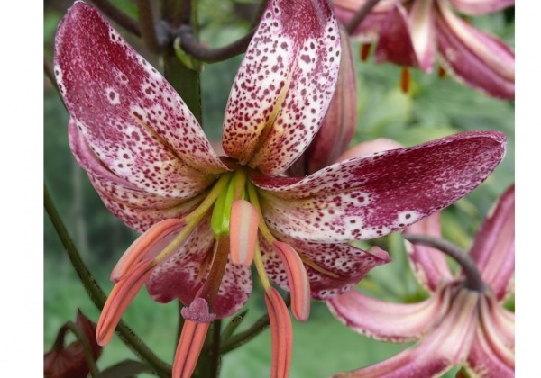 Lilium MA Alberta Morning P313 (JW03)