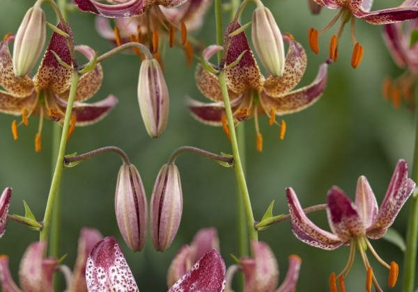 Lilium MA Alberta Morning P313 (JW03)