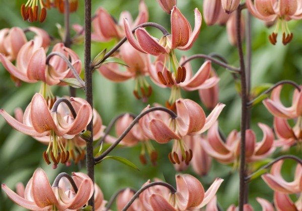 Lilium MA Alberta Morning (P313 JW03)