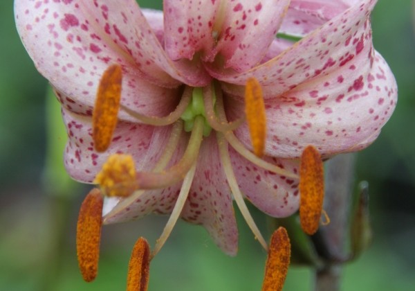 Lilium MA Purple Morning (P324 JW15)