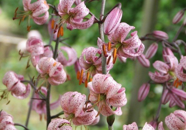 Lilium MA Purple Morning (P324 JW15)