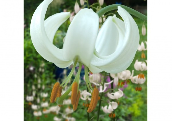 Lilium MA Snowy Morning (P331 JW25)