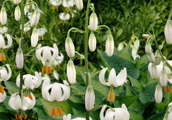 Lilium MA Snowy Morning (P331 JW25)
