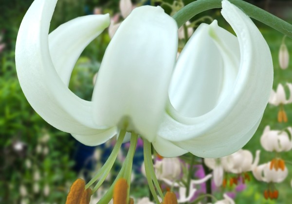 Lilium MA Snowy Morning (P331 JW25)