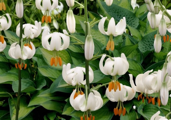 Lilium MA Snowy Morning (P331 JW25)