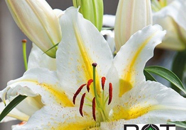 Lilium OR Baferrari | Sīpolpuķes | Onava.lv