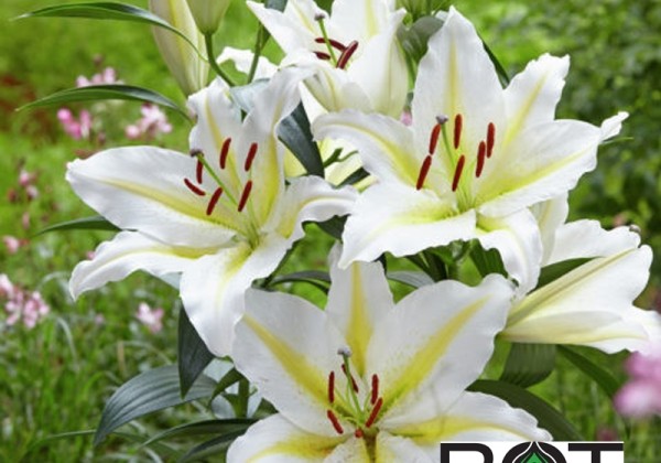 Lilium OR Baferrari