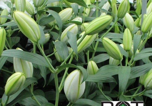 Lilium OR Bowl of Beauty