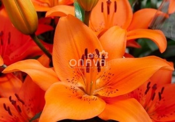 Lilium AZ Tresor