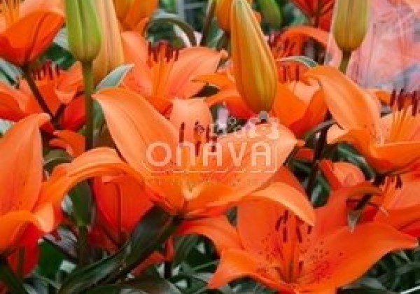 Lilium AZ Tresor