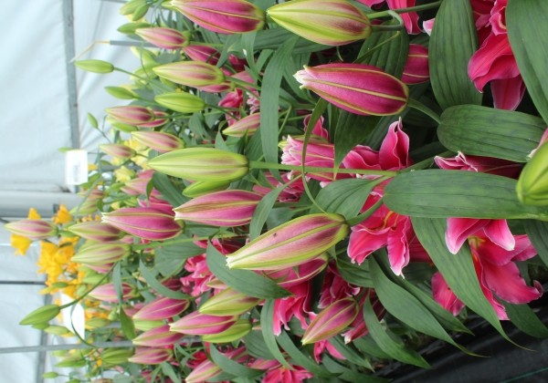 Lilium OR Grand Amour
