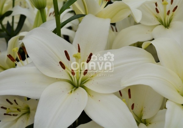 Lilium LA Arcachon