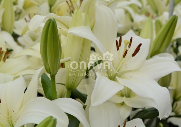 Lilium LA Arcachon