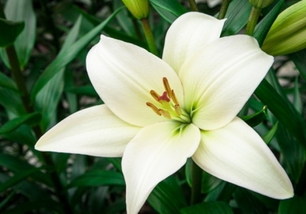 Lilium LA Bach