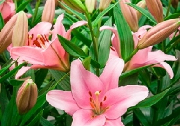 Lilium LA Brindisi