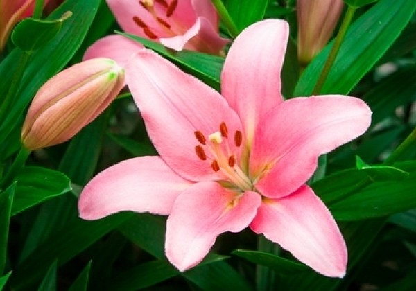 Lilium LA Brindisi