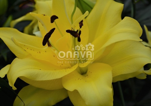 Lilium OT Exotic Sun