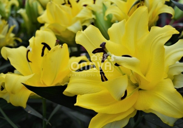 Lilium OT Exotic Sun